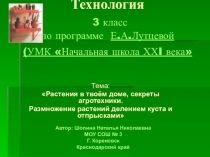 Презентация Размножение растений делением куста и отпрысков