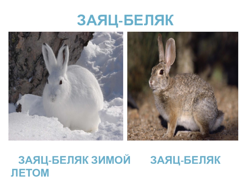 Изменение окраски животных. Зимний заяц Беляк. Заяц Беляк зимой и летом. Заяц летом. Заяц Беляк летом.