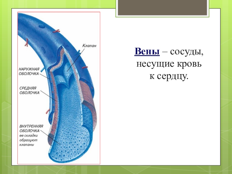 Строение вен рисунки. Строение вены. Вены это сосуды несущие кровь. Наружная оболочка вен.