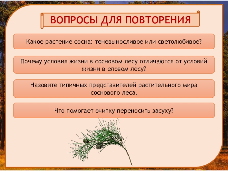 В сосновом лесу презентация 2 класс планета знаний