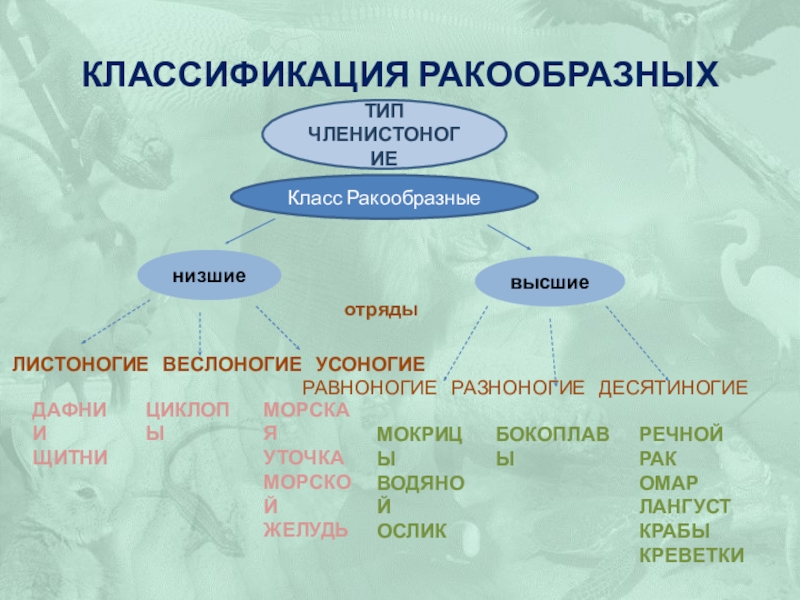 Признаки ракообразных. Классификация ракообразных отряды таблица. Веслоногие ракообразные классификация. Систематик ракоовбразных. Класс ракообразные классификация.