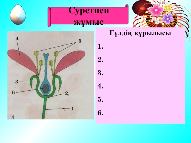 Гүлдің құрылысы. Тозаңдану мен ұрықтану слайд. Гүл құрылысы презентация. Тозаңдану және ұрықтану 7 сынып презентация. Гүлдің құрылысы презентация.