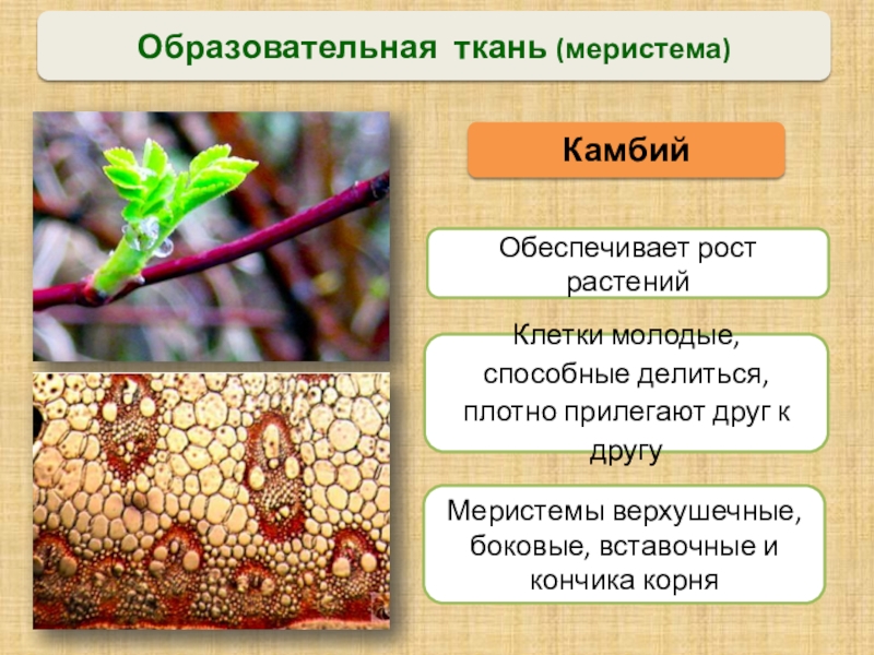 Ткань обеспечивающая рост. Камбий боковая образовательная ткань. Камбий образовательная ткань ме. Камбий меристема. Образовательная ткань растений камбий.