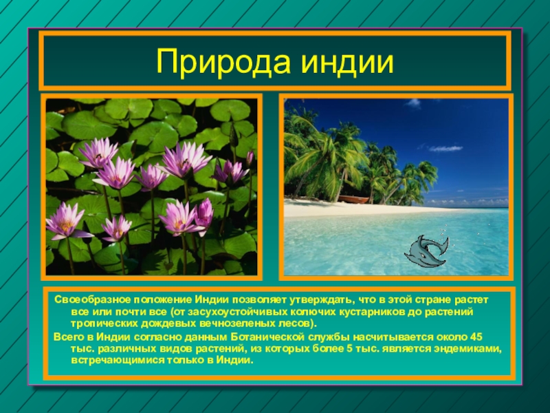 Природа индии 5 класс. Природа Индии описание. Природа Индии кратко. Природа Индии презентация. Природа древней Индии 5 класс.