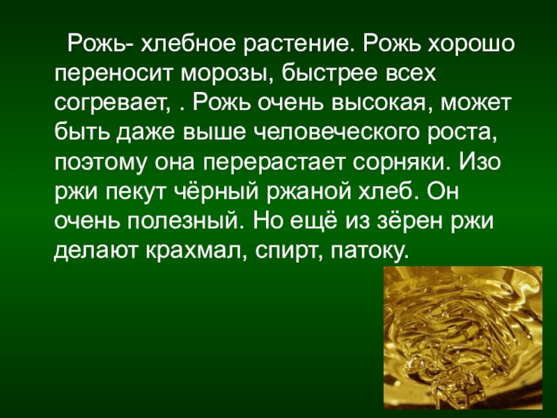 3 класс доклад про. Доклад про рожь. Доклад о ржи 3 класс. Рожь презентация. Рожь интересные факты.