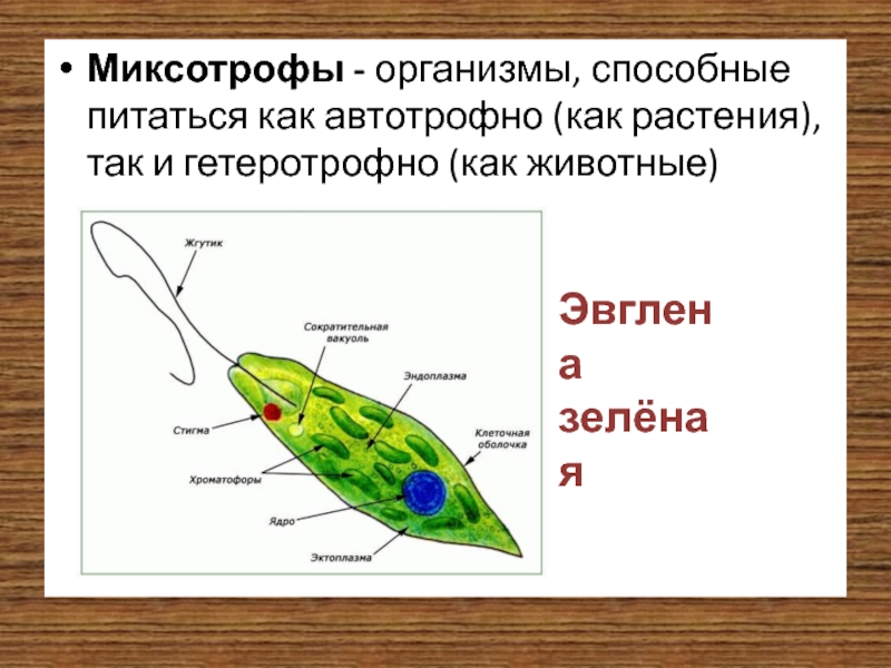 Какой тип питания характерен для финвала изображенного на рисунке