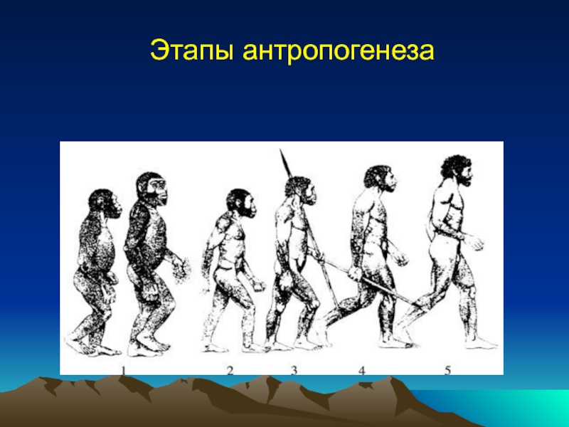 Стадии антропогенеза. Этапы антропогенеза. Стадий антропогенеза. Антропогенез слайд. 3 Этапа антропогенеза.