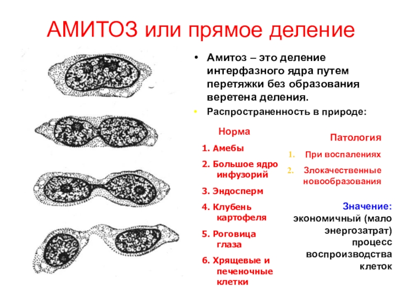 Амитозом делятся клетки. Амитоз прямое деление ядра. Стадии амитоза. Прямое деление интерфазного ядра путем перетяжки. Амитоз в клетках мочевого пузыря мыши.