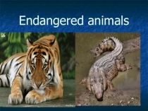 Презентация по английскому языку по теме Endangered animals