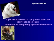 Презентация по биологии на тему: Приспособленность - как результат действия факторов эволюции