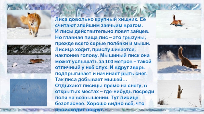 Окружающий мир лисы. Рассказ о лисице 2 класс. Рассказ про лису. Доклад про лису. Текст описание про лису.