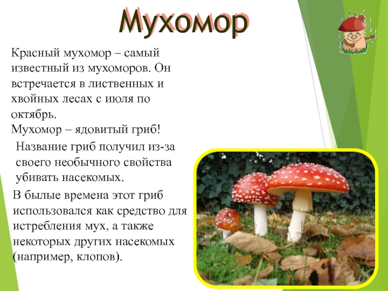 Проект мухомор 2 класс окружающий мир