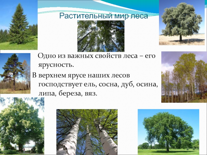 Деревья тульской области фото с названиями и описанием