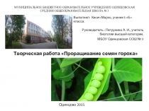 Презентация по биологии Проращивание семян гороха Творческая работа учащегося с проведением эксперимента и наблюдения в связи с переходом на ФГОС.