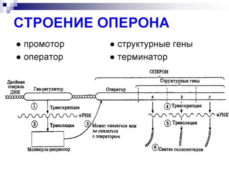 Строение гена презентация 10 класс