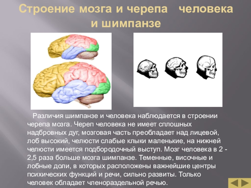 Отличие мозга. Мозг человека и мозг обезьяны. Мозг человека и приматов. Функции мозга человекообразной обезьяны. Мозг человека и человекообразной обезьяны.