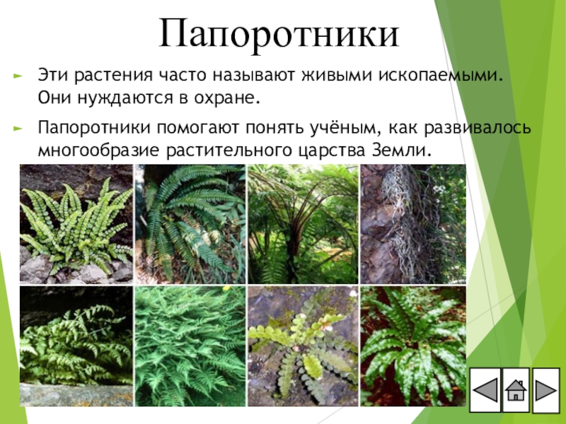 Три примера папоротниковых растений