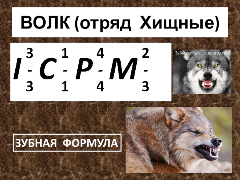 На диаграмме показано число зубов у некоторых млекопитающих сколько зубов у волка