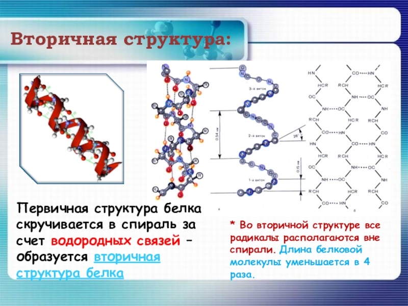 Первичная структура белка презентация