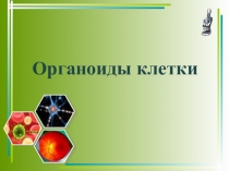Презентация по биологии на тему Органоиды клетки