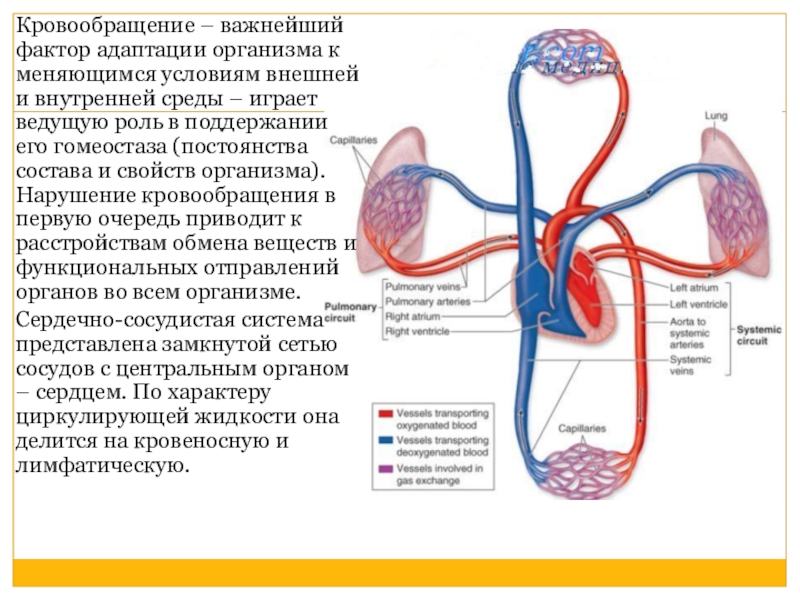 Враги кровообращения проект