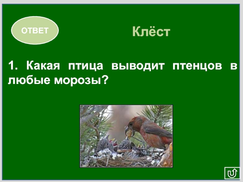 1. Какая птица выводит птенцов в любые морозы? ОТВЕТКлёст