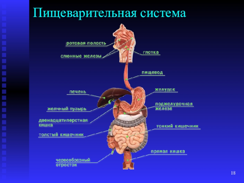 Пищеварительная система презентация гистология