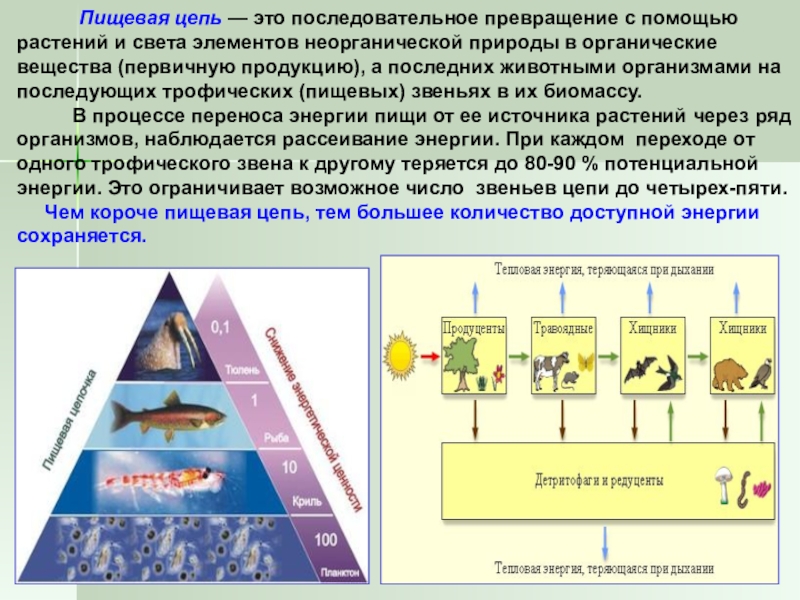 ферментативные (метаболические) цепи. последовательное превращение. последовательное превращение. последовательное превращение. последовательное превращение.