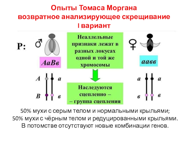 Закон моргана биология презентация