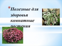 Внеклассное мероприятие по биологии на тему Полезные для здоровья комнатные растения(5-8 класс)