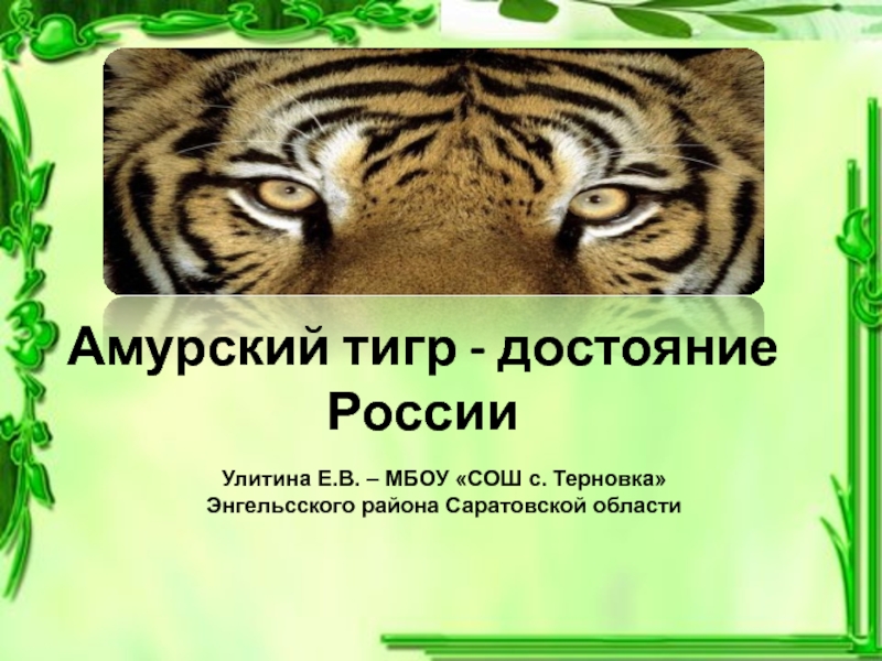 Презентация Презентация по биологии Амурский тигр - достояние России