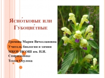 Презентация по биологии на тему Губоцветные (6 класс)