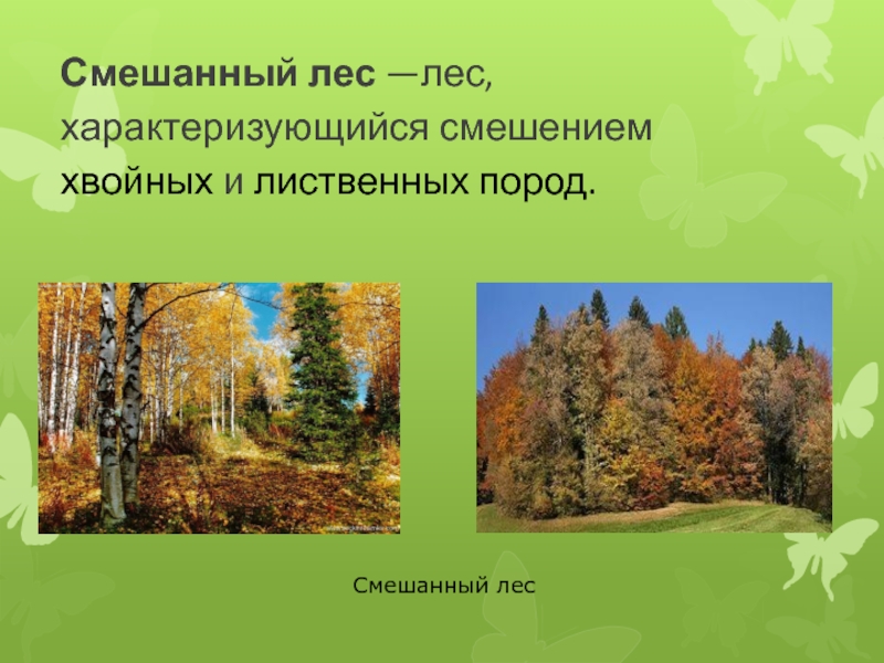 В лесу определить. Хвойные лиственные и смешанные леса. Смешанный лес презентация. Лиственный хвойный смешанный лес. Смешанные леса слайд.