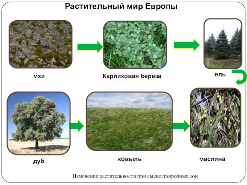 Презентация типы растительности