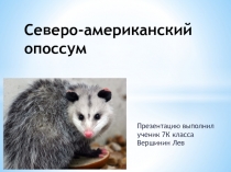 Презентация по биологии на тему: Отряд сумчатые. Северо-американский опоссум ( 7 класс)