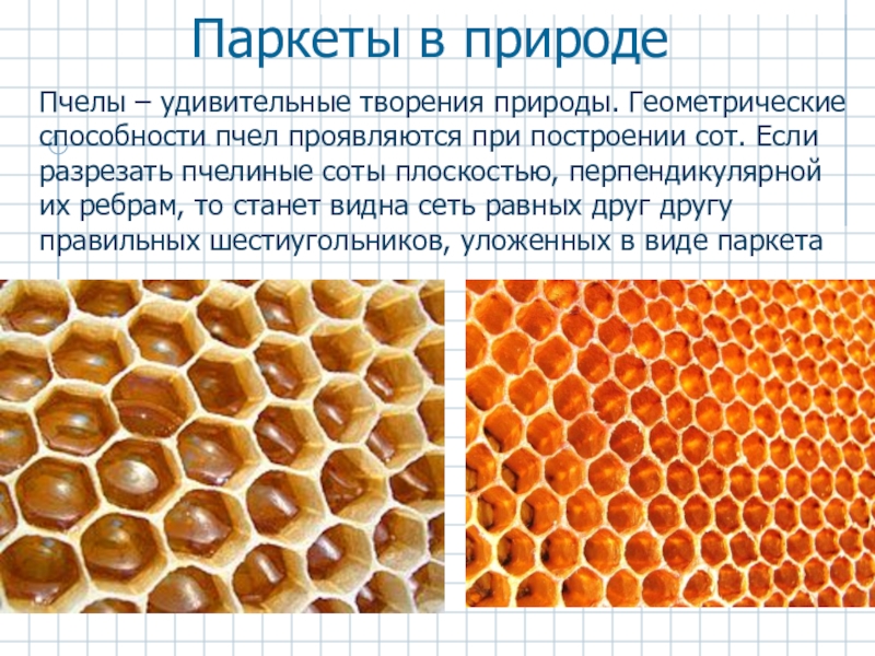 Паркеты в природе Пчелы – удивительные творения природы. Геометрические способности пчел проявляются при построении сот. Если разрезать пчелиные