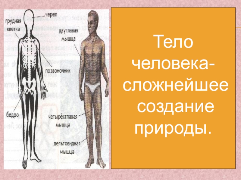 Кожа зеркало здоровья проект