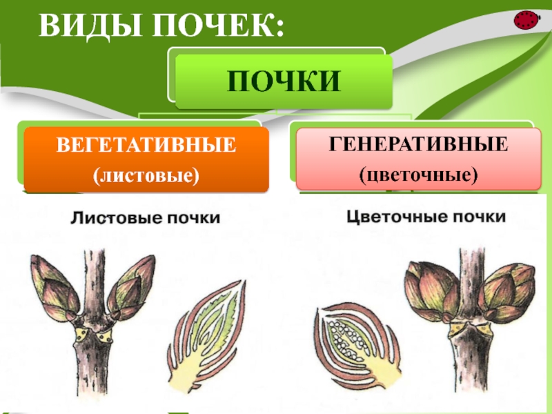 Чем отличаются генеративные почки от вегетативных. Виды почек. Виды почек растений. Разнообразие почек. Основные типы почек.