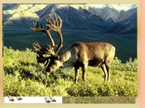 Презентация по родному языку на тему Домашние животные