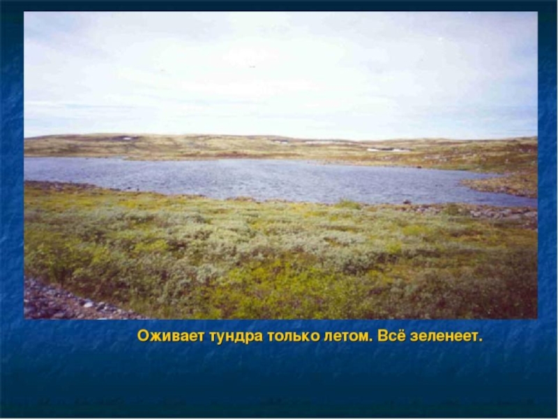 Тундра 4 класс окружающий. Лето в тундре 4 класс. Тундра реклама. Тема в холодной тундре тест. Перспективы развития тундры.