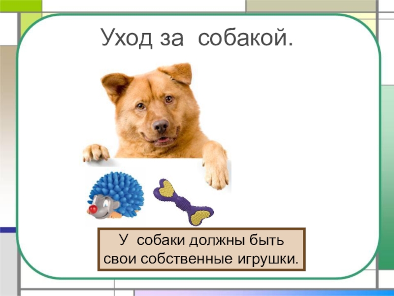 Учимся ухаживать за собакой. Уход за собакой. Как ухаживать за собакой. Правило ухода за собакой. Правила ухаживания за собакой.