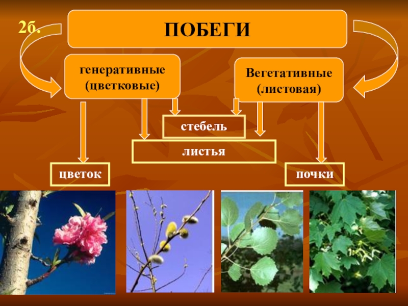 Вегетативные органы фото