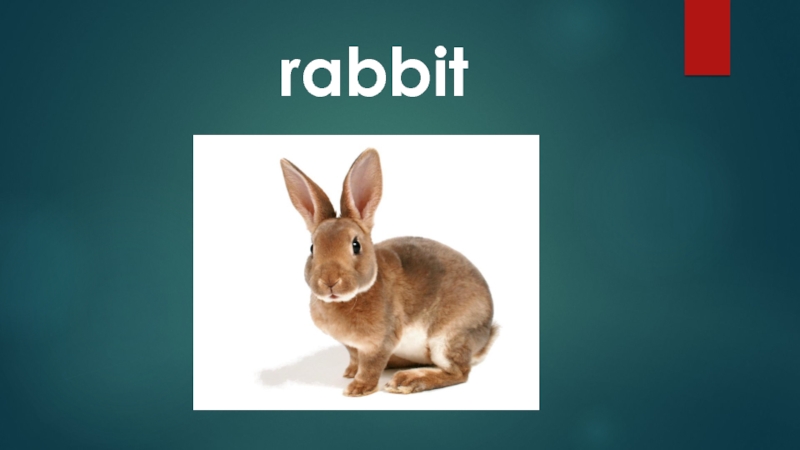 Перевод текста rabbit. Текст про кролика на английском. Текст Rabbit.