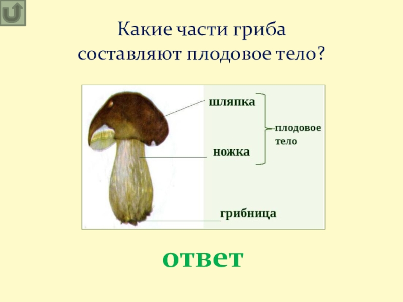 В грибах отсутствует. Части гриба. Гриб части гриба. Какие части гриба составляют плодовое тело?. Составляющие части гриба.