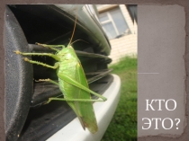 Презентация к исследовательской работе Зелёный кузнечик...