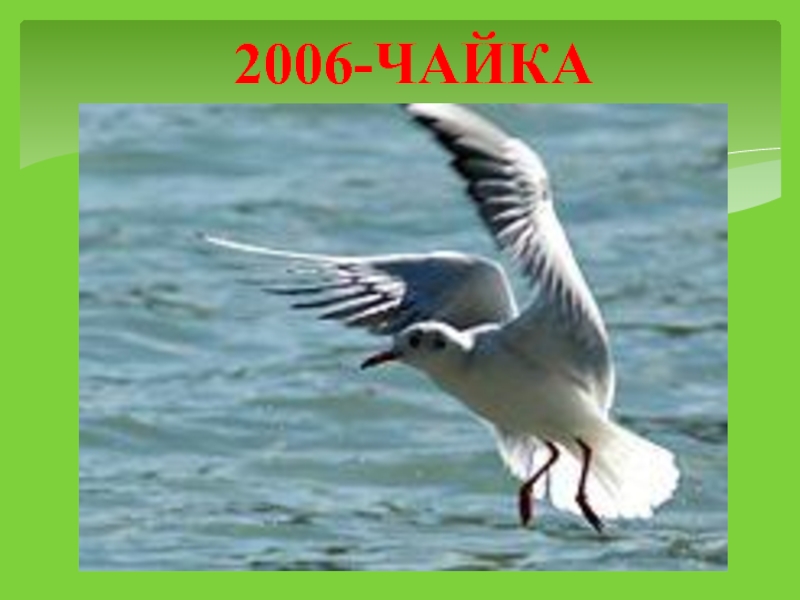 2006-ЧАЙКА