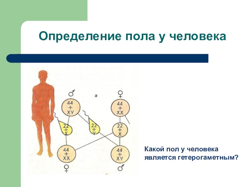 У куриц гетерогаметный женский пол