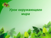 Презентация к уроку окружающего мира в 3 классе Разнообразие растений