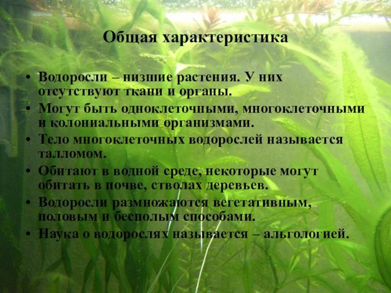 Водоросли общее