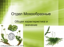 Презентация по биологии Отдел Мохообразные